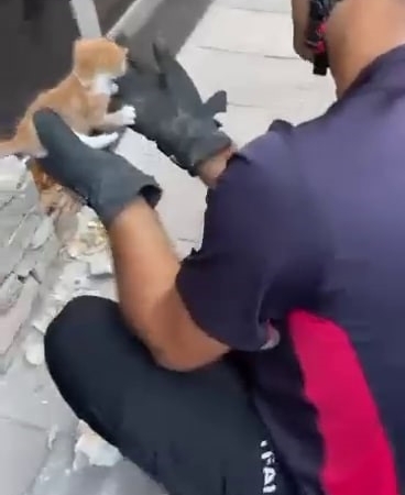 Duvar içine sıkışan yavru kedi itfaiyenin titiz çalışmasıyla kurtarıldı