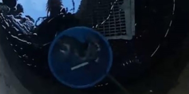 Edirne’de kuyuya düşen yavru kediyi itfaiye kurtardı