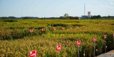 Edirne’de tarıma üç yeni pirinç çeşidi kazandırıldı