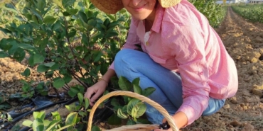 Erdek’te ’aronya’ üretimi başladı