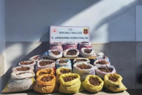 Fındık hırsızları kıskıvrak yakalandı