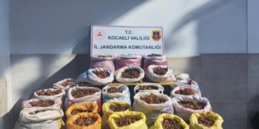 Fındık hırsızları kıskıvrak yakalandı