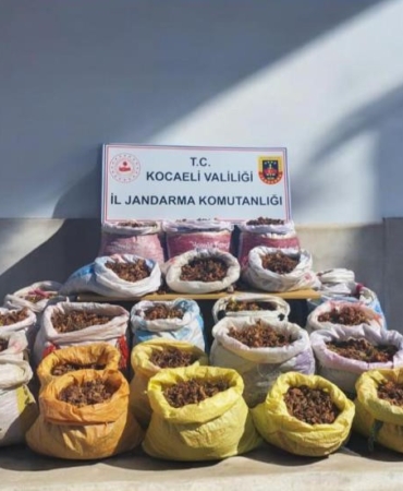 Fındık hırsızları kıskıvrak yakalandı