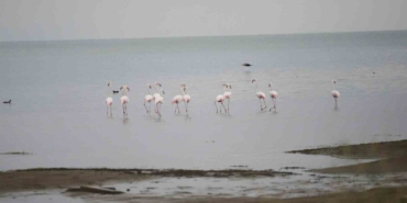 Flamingolardan İznik Gölü’nde görsel şölen