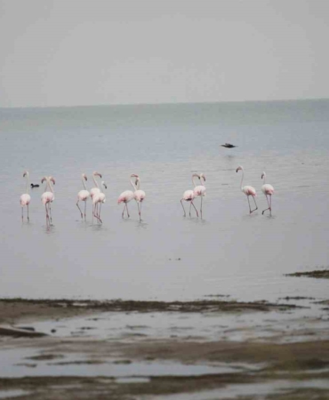 Flamingolardan İznik Gölü’nde görsel şölen