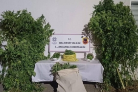 Gönen’de kamu arazisinde kenevir bitkisi yetiştiren şüpheliler yakalandı