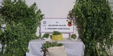 Gönen’de kamu arazisinde kenevir bitkisi yetiştiren şüpheliler yakalandı