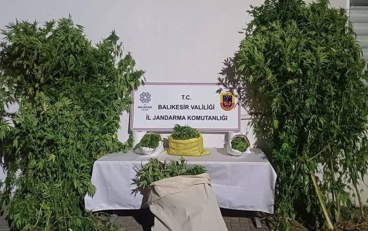 Gönen’de kamu arazisinde kenevir bitkisi yetiştiren şüpheliler yakalandı