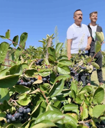 Her derde deva aronya hasadı başladı