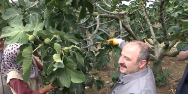 İncir hasadına katılan AK Parti Millet Vekili Mustafa Varank, “İftiralarla karalamaya çalışan bir kesim var”