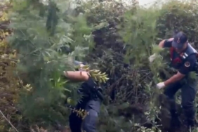 İş makinesiyle ağaçlık alana girip dikenlerin arasından uyuşturucu çıkarttılar