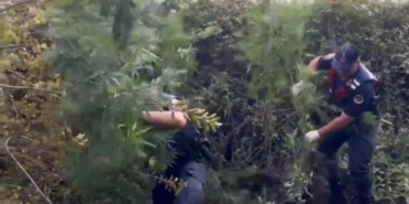 İş makinesiyle ağaçlık alana girip dikenlerin arasından uyuşturucu çıkarttılar