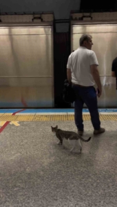 İstanbul metrosunda sevimli kedinin yolculuğu kamerada