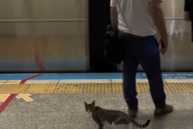 İstanbul metrosunda sevimli kedinin yolculuğu kamerada