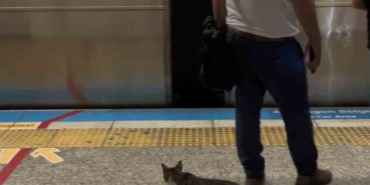 İstanbul metrosunda sevimli kedinin yolculuğu kamerada