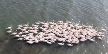 İzmit Körfezi’nde allı turna şöleni