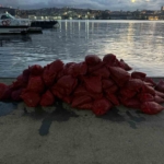 Kadıköy’de tonlarca kaçak midye ele geçirildi