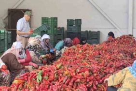 Kadınların ürettiği salçalar 25 yıldır Hollanda’ya ihraç ediliyor