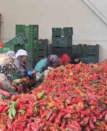 Kadınların ürettiği salçalar 25 yıldır Hollanda’ya ihraç ediliyor