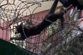 Kartal’da dikenli tellere sıkışan kedi böyle kurtarıldı