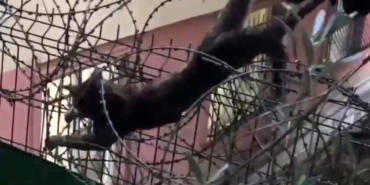 Kartal’da dikenli tellere sıkışan kedi böyle kurtarıldı