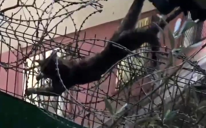 Kartal’da dikenli tellere sıkışan kedi böyle kurtarıldı