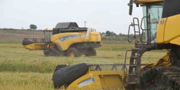 Keşan’da çeltik hasadı başladı