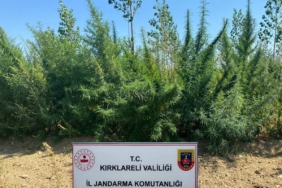 Kırklareli’nde 1 milyon 896 bin 550 kök kenevir ele geçirildi