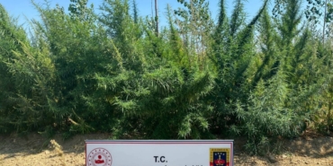 Kırklareli’nde 1 milyon 896 bin 550 kök kenevir ele geçirildi