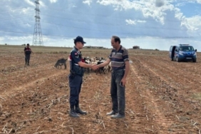 Kırklareli’nde kaybolan küçükbaş hayvanlar bulundu