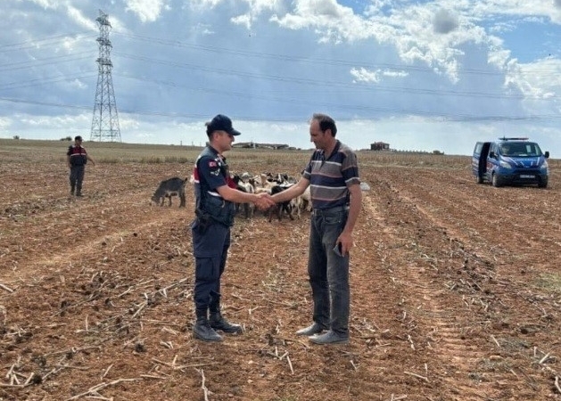 Kırklareli’nde kaybolan küçükbaş hayvanlar bulundu