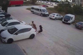 Köpeğini başıboş köpeklerden korumak için kendini siper etti