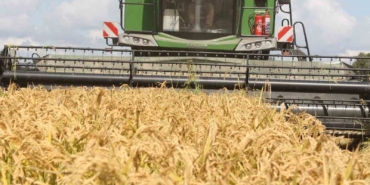 Manyas Ovası’nda çeltik hasadı başladı