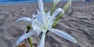 Nesli tehlikede olan bu çiçeği kopartmanın cezası: 380 bin lira