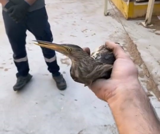 Nesli tükenmekte olan kuşu doğaya saldılar