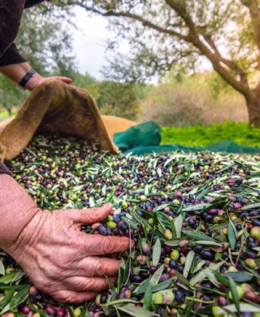 Orhangazi’de zeytin rekolte beyanı 2 bin 600 tonu buldu