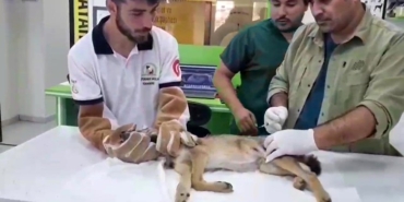 Ormancılar tarafından bulunan yaralı çakal tedavi altına alındı