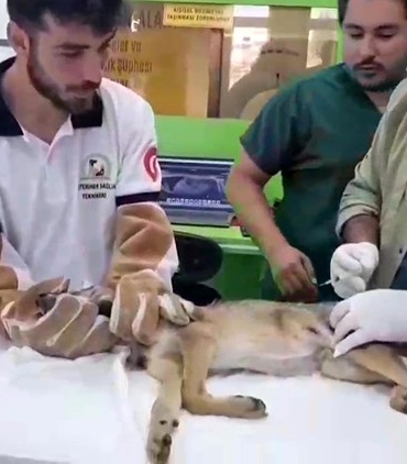 Ormancılar tarafından bulunan yaralı çakal tedavi altına alındı