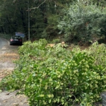 Sarıyer’de kökünden kopan ağaç araçların üzerine devrildi, sürücüler korku dolu anlar yaşadı