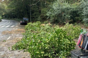 Sarıyer’de kökünden kopan ağaç araçların üzerine devrildi, sürücüler korku dolu anlar yaşadı
