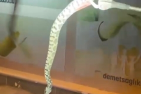 Seyir halindeki aracın kaputundan yılan çıktı