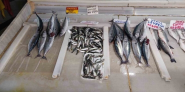 Sezonun ilk balıkları tezgahlardaki yerini aldı