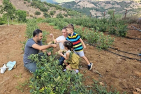 Sındırgı’da Aronya hasadı başladı
