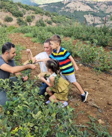 Sındırgı’da Aronya hasadı başladı