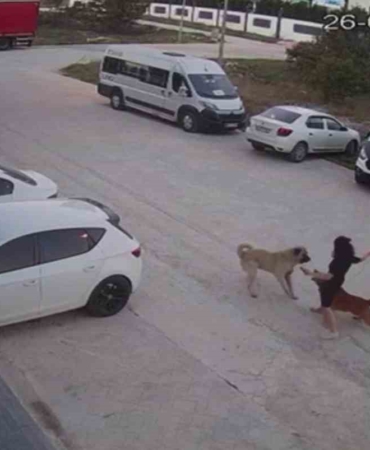 Sokak köpeğinin saldırısına uğrayan Erüstün: Parçalanmaktan zar zor kurtulduk