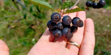 Süper meyve aronya hasadı: Faydası saymakla bitmiyor