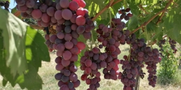 Tekirdağ’da yeni üzüm çeşitleri geliştiriliyor