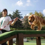 Türkiye’nin en kapsamlı Köpek Eğitim Merkezi Ümraniye’de