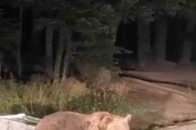 Uludağ’da yemek yiyen ayıya mini konser verdi