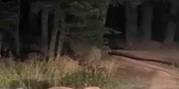 Uludağ’da yemek yiyen ayıya mini konser verdi